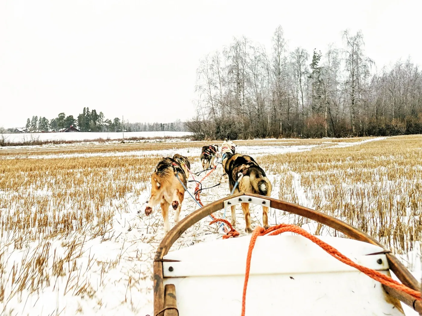 View from your own sled: the husky team pulling ahead across a snowy winter field
