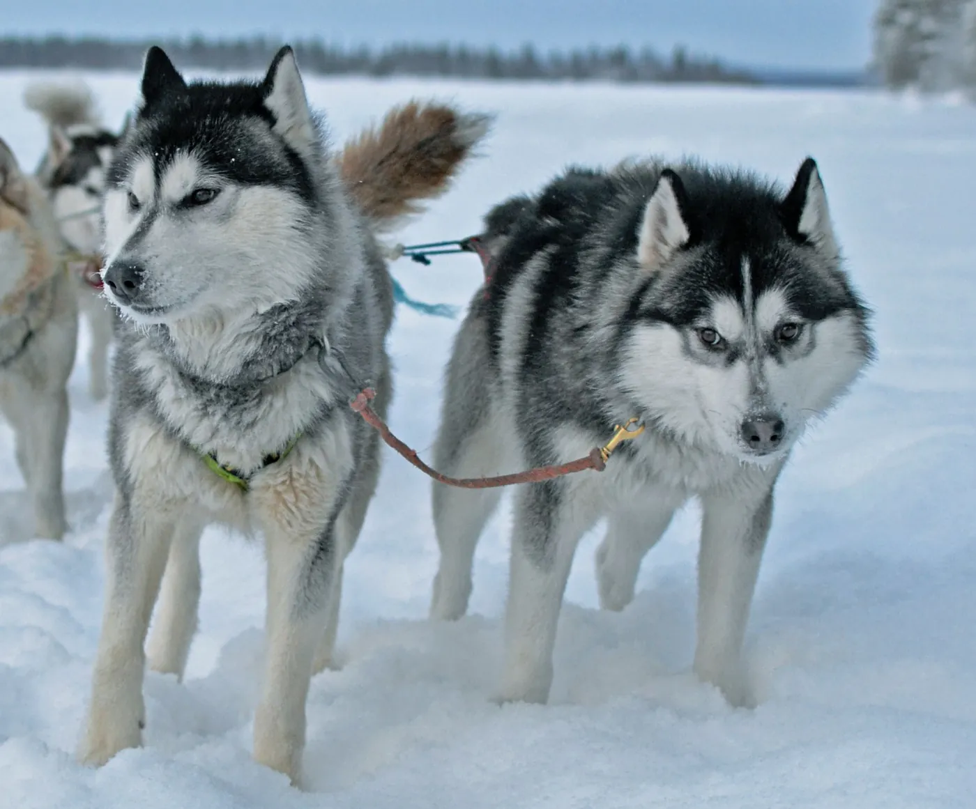 Two friendly huskies in harness standing close together in the snow
