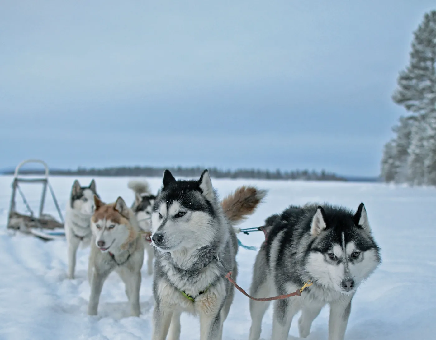 Husky sled team standing in blue polar twilight