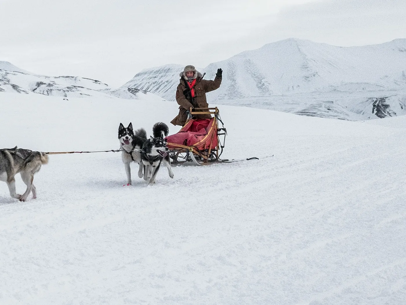 Musher in warm winter clothing driving a husky sled across an Arctic plain
